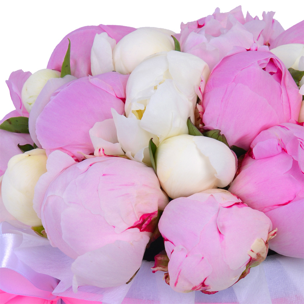 Букет из 25 разноцветных пионов в фиолетовой шляпной коробке