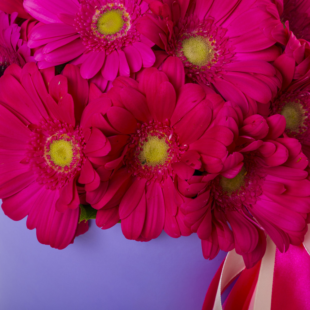25 малиновых гербер в шляпной коробке