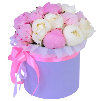 Букет из 11 разноцветных пионов в фиолетовой шляпной коробке