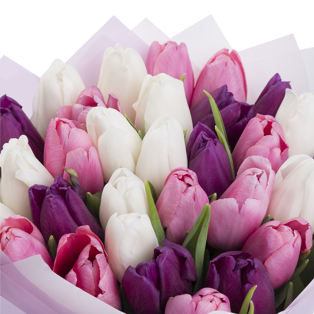 31 разноцветный тюльпан