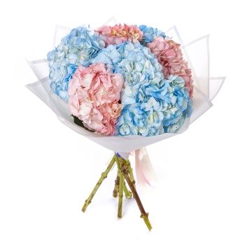 Букет из 7 разноцветных гортензий