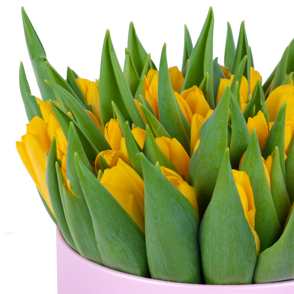 51 желтый тюльпан в розовой шляпной коробке