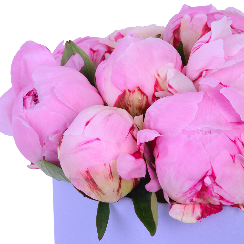 Букет из 11 розовых пионов в фиолетовой шляпной коробке