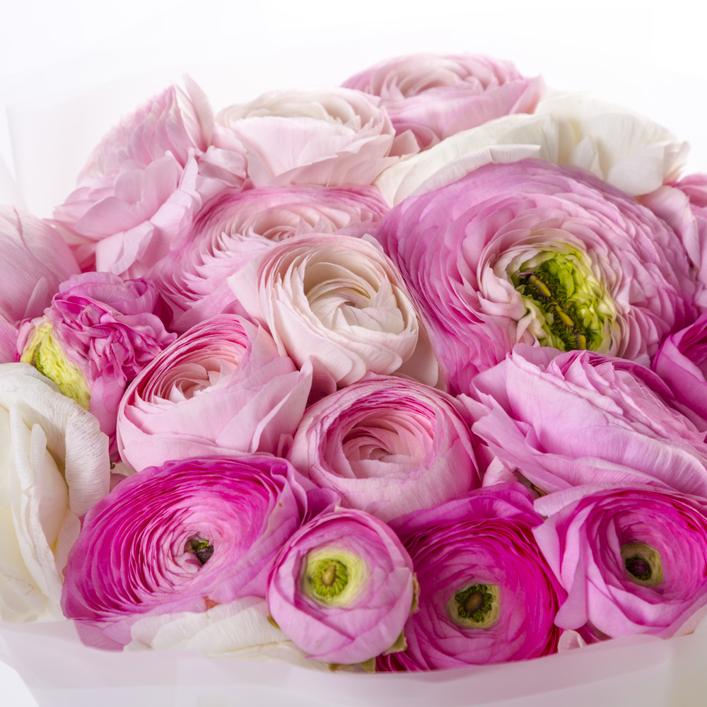 Букет из 31 разноцветного ранункулюса