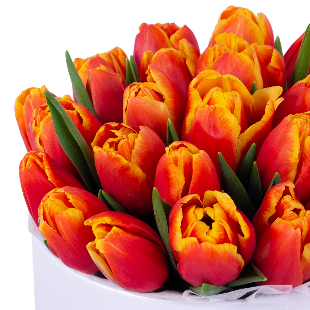 25 огненных тюльпан в белой шляпной коробке