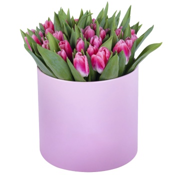 51 Бело-малиновый тюльпан в розовой шляпной коробке