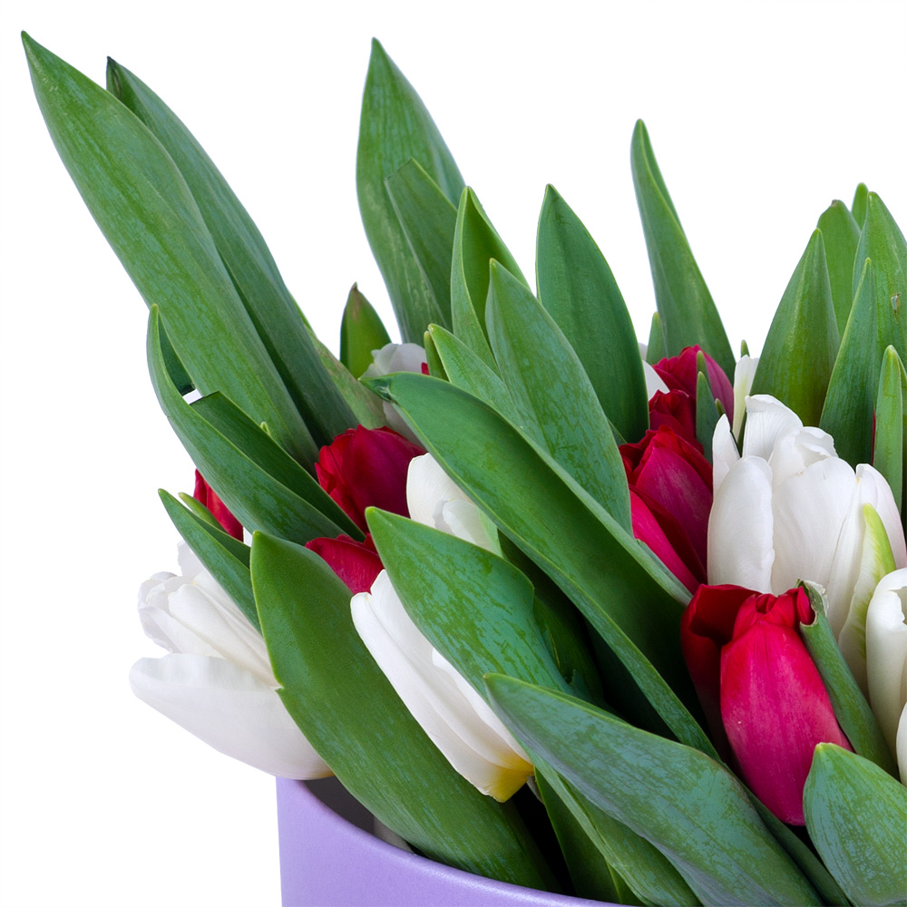 51 Разноцветный тюльпан в фиолетовой шляпной коробке