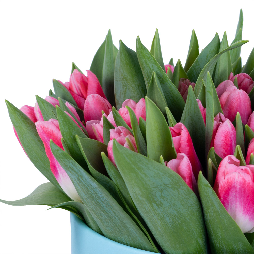 51 Бело-малиновый тюльпан в голубой шляпной коробке