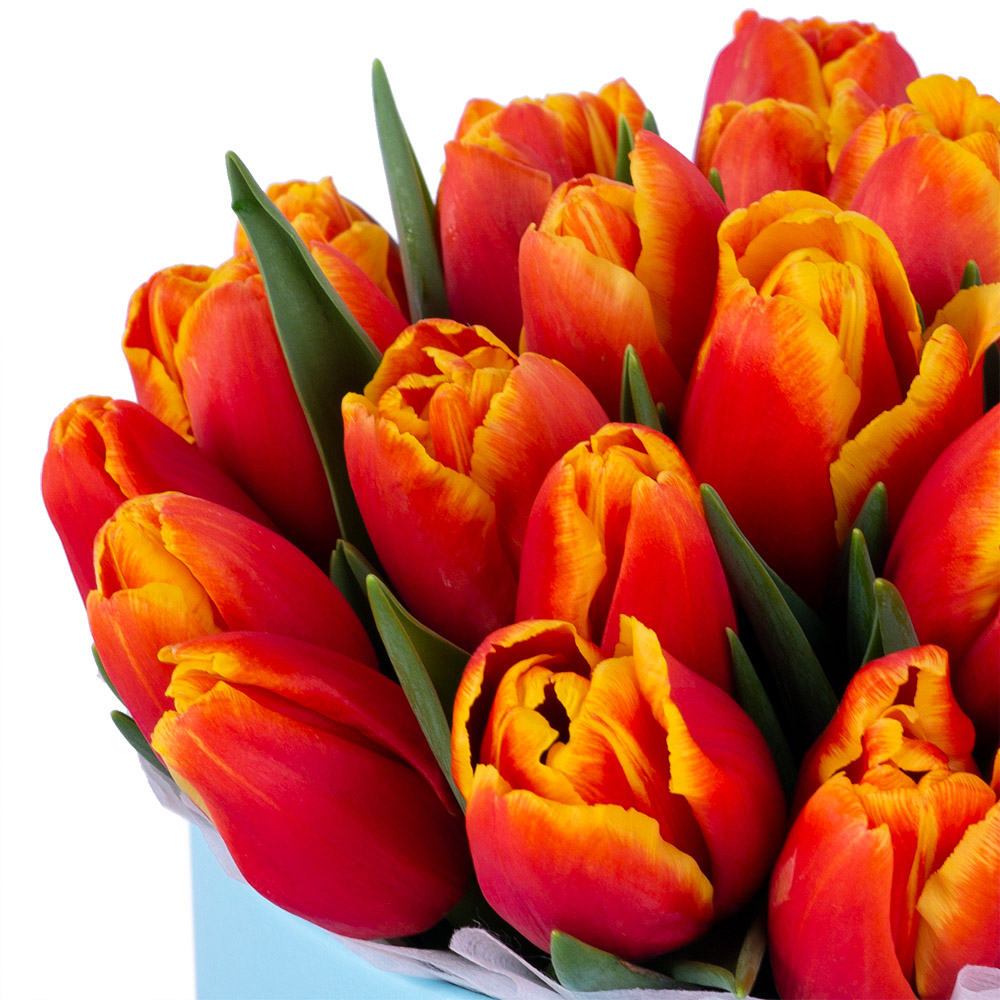 25 огненных тюльпан в голубой шляпной коробке