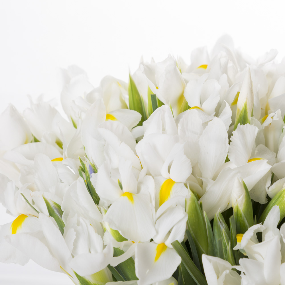 Букет из 51 белого ириса