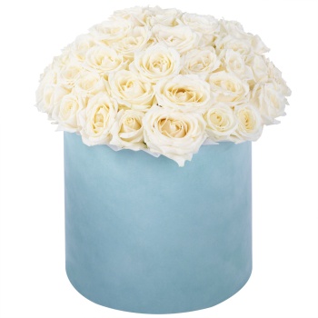 Букет из 51 белой розы premium в бархатной шляпной коробке