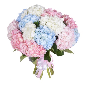 Букет из 15 Гортензий