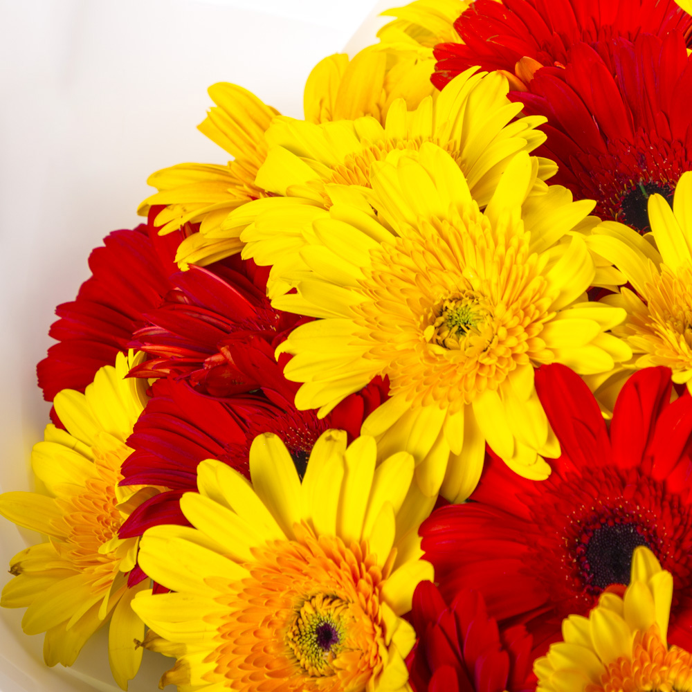 Букет из 29 разноцветных гербер