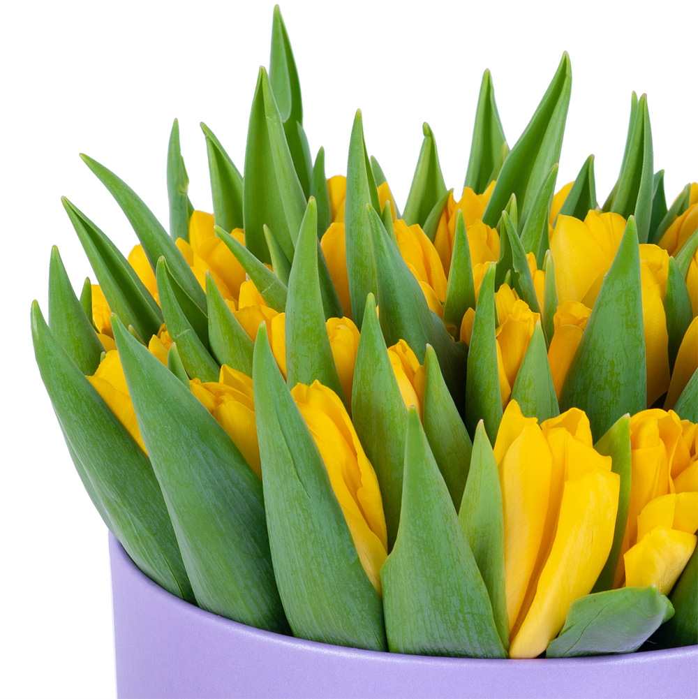 51 желтый тюльпан в фиолетовой шляпной коробке