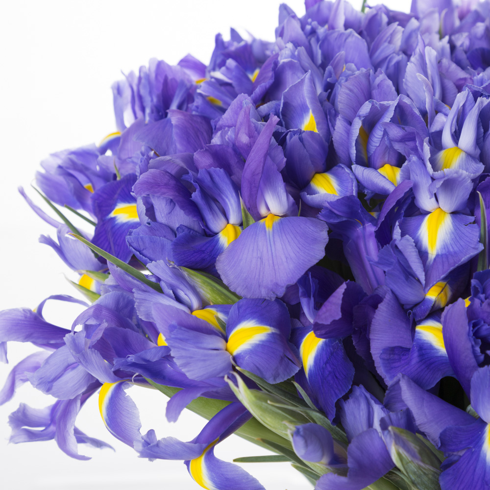 Букет из 101 синего ириса