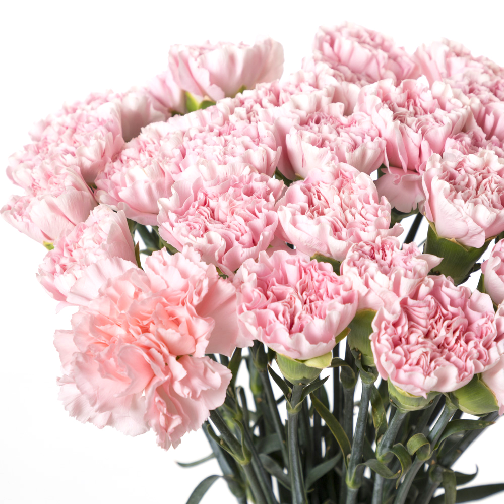 35 розовых гвоздик