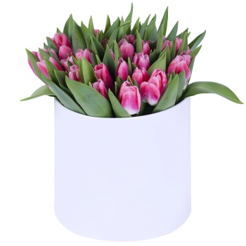 51 Бело-малиновый тюльпан в белой шляпной коробке