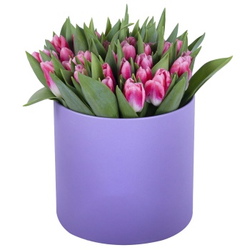 51 Бело-малиновый тюльпан в фиолетовой шляпной коробке