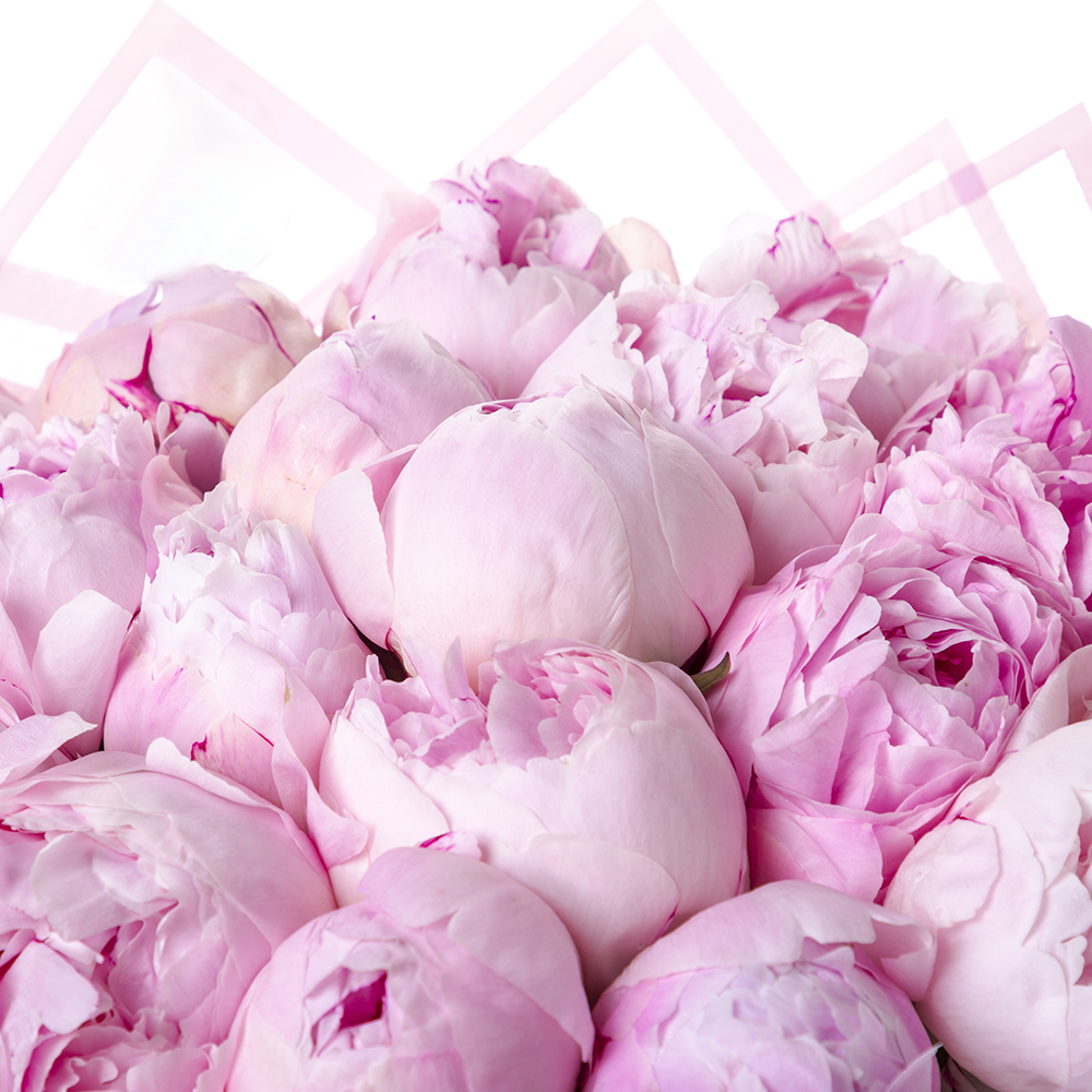 Букет из 21 розового пиона