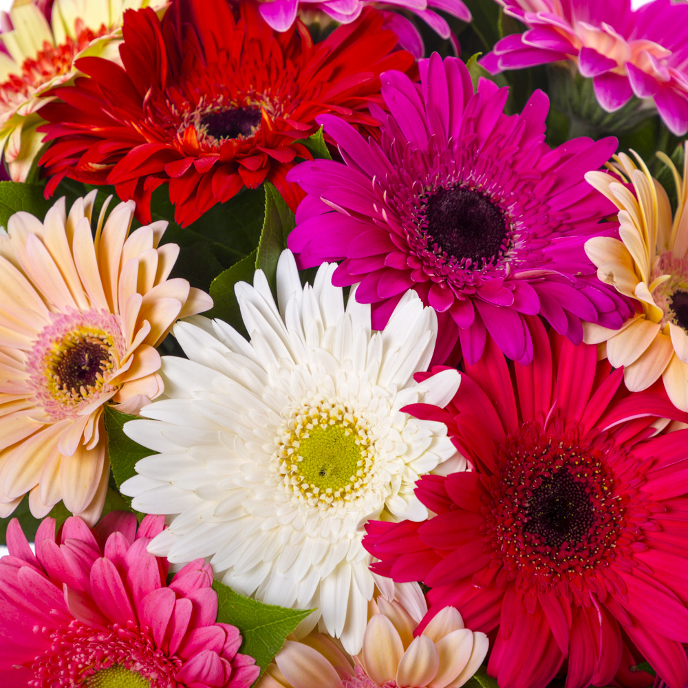 Букет из 31 разноцветной герберы