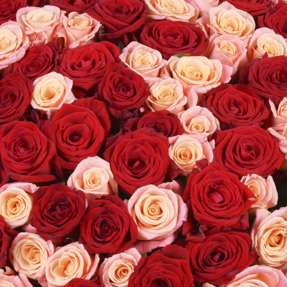 101 микс розы premium 60 см