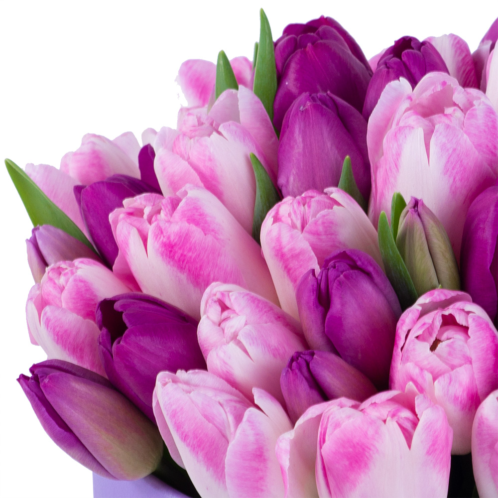 Разноцветный 51 тюльпан в фиолетовой шляпной коробке