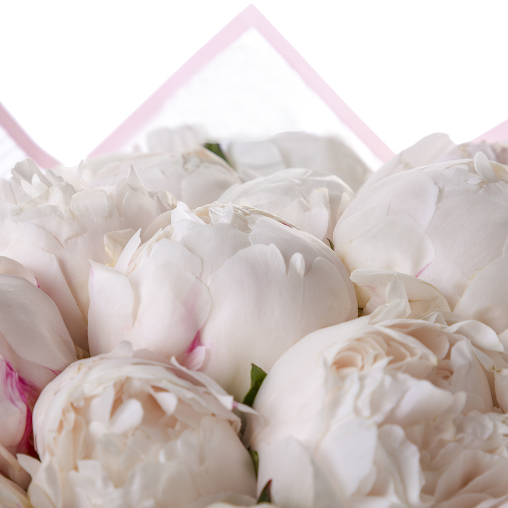 19 белых пионов