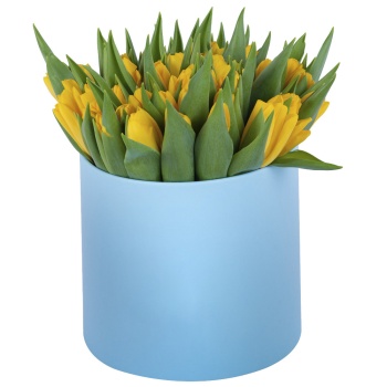 51 желтый тюльпан в голубой шляпной коробке