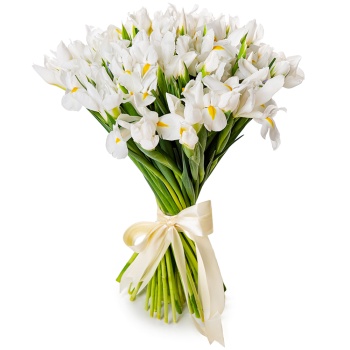 Букет из 51 белого ириса